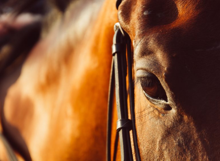 Cólicos en caballos_ qué alimentos alivian y cuáles evitar