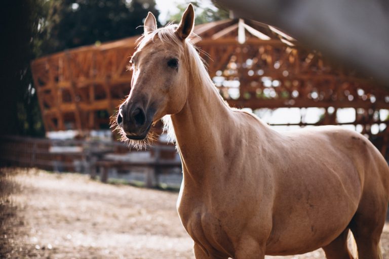 Vitaminas para caballos_ cuándo son necesarias de verdad