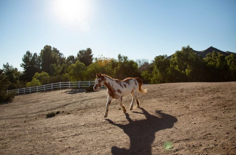 Dieta base y suplementación_ cómo combinarlas correctamente